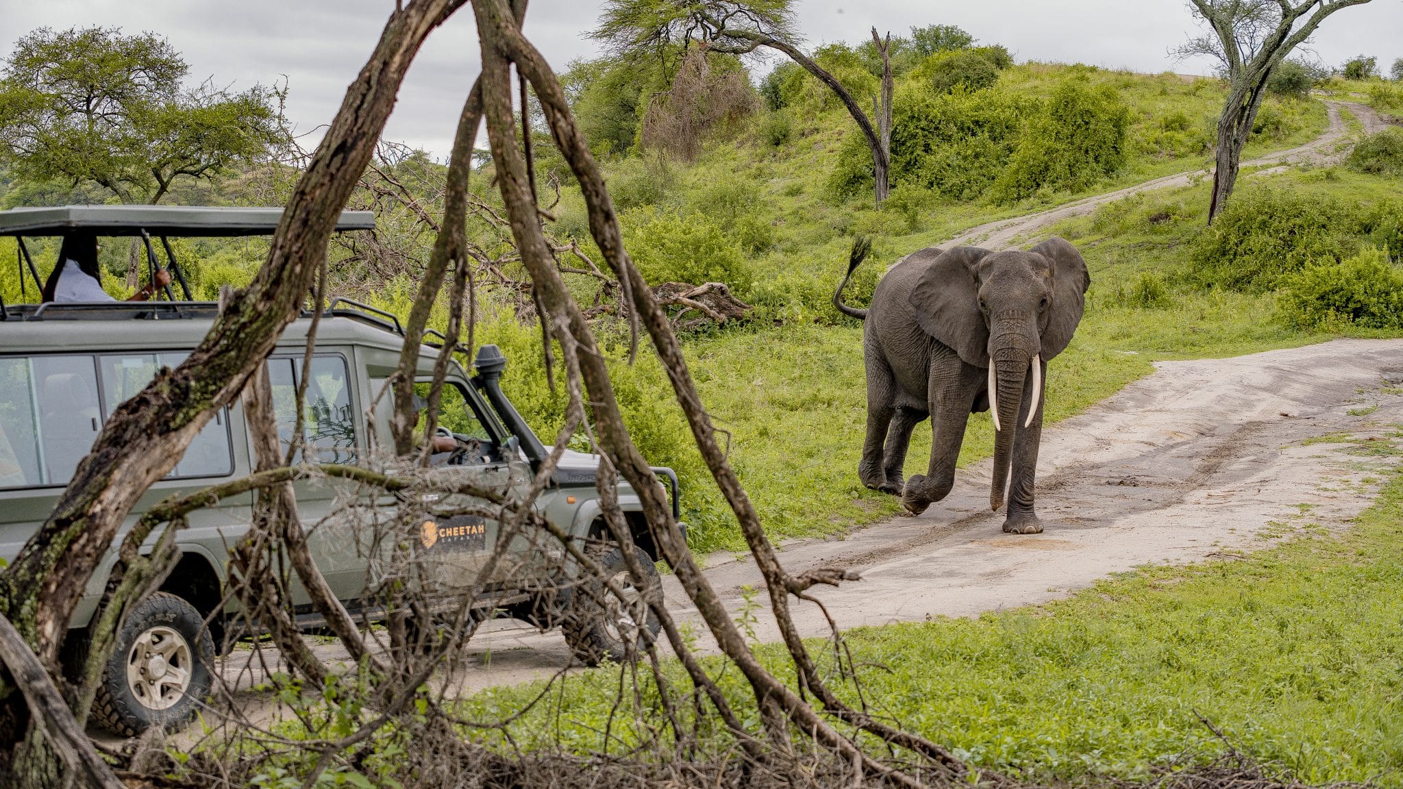 Cheetah Safaris - Tanzania Safaris - Guided Safaris