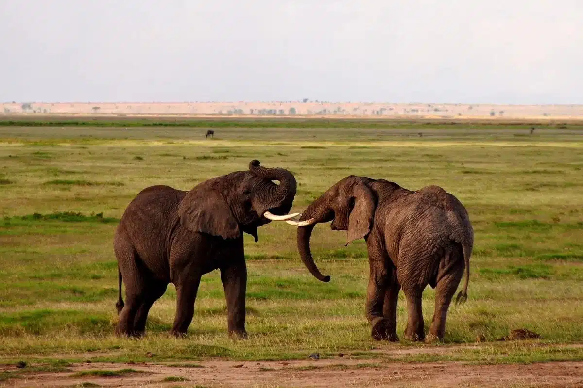 How much does a Safari in Tanzania cost