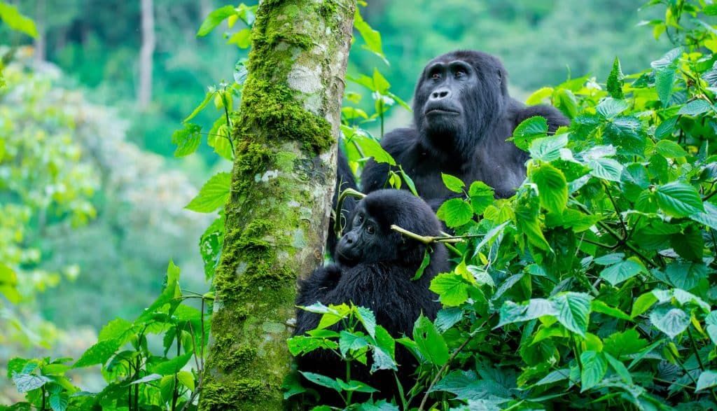 gorilla trekking