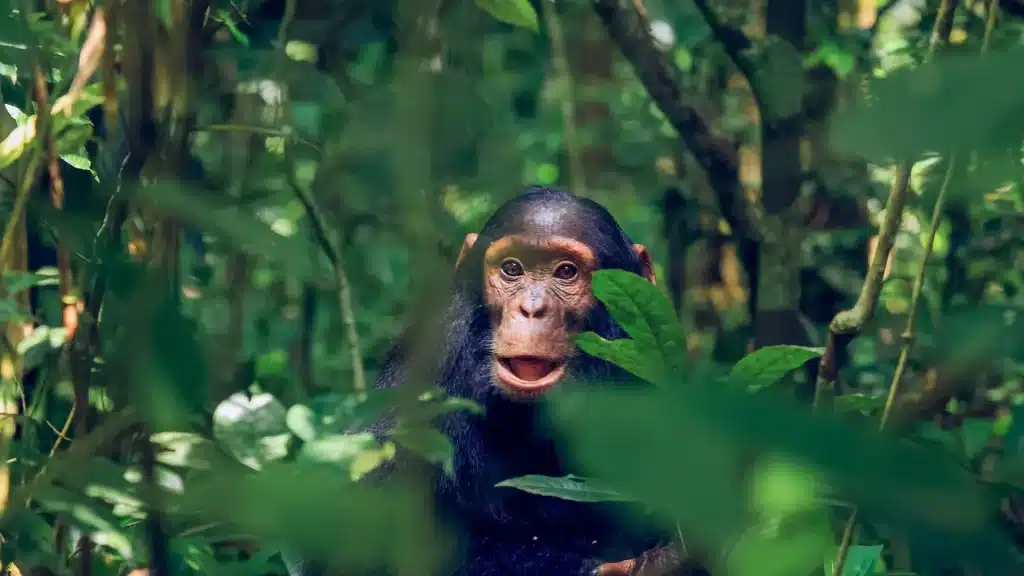Kibale Forest National Park