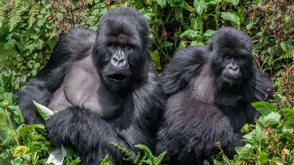 UGANDA SAFARI ADVENTURE