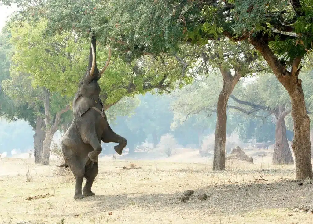 Mana Pools National Park