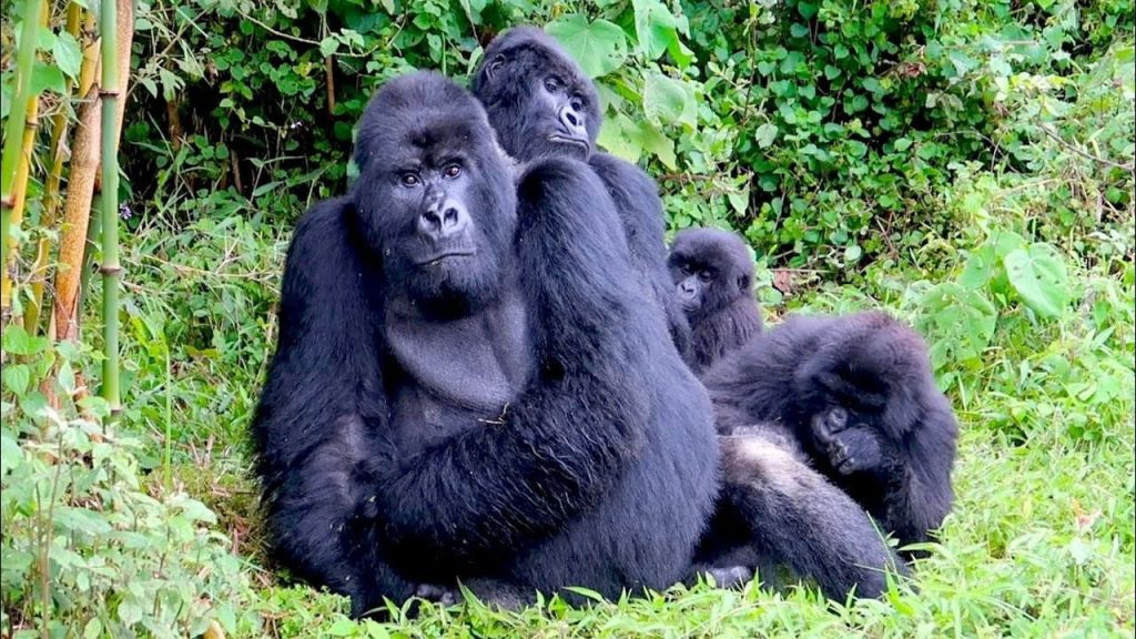 RWANDA GORILLA SAFARI