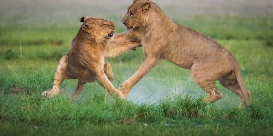 Central Kalahari Game Reserve