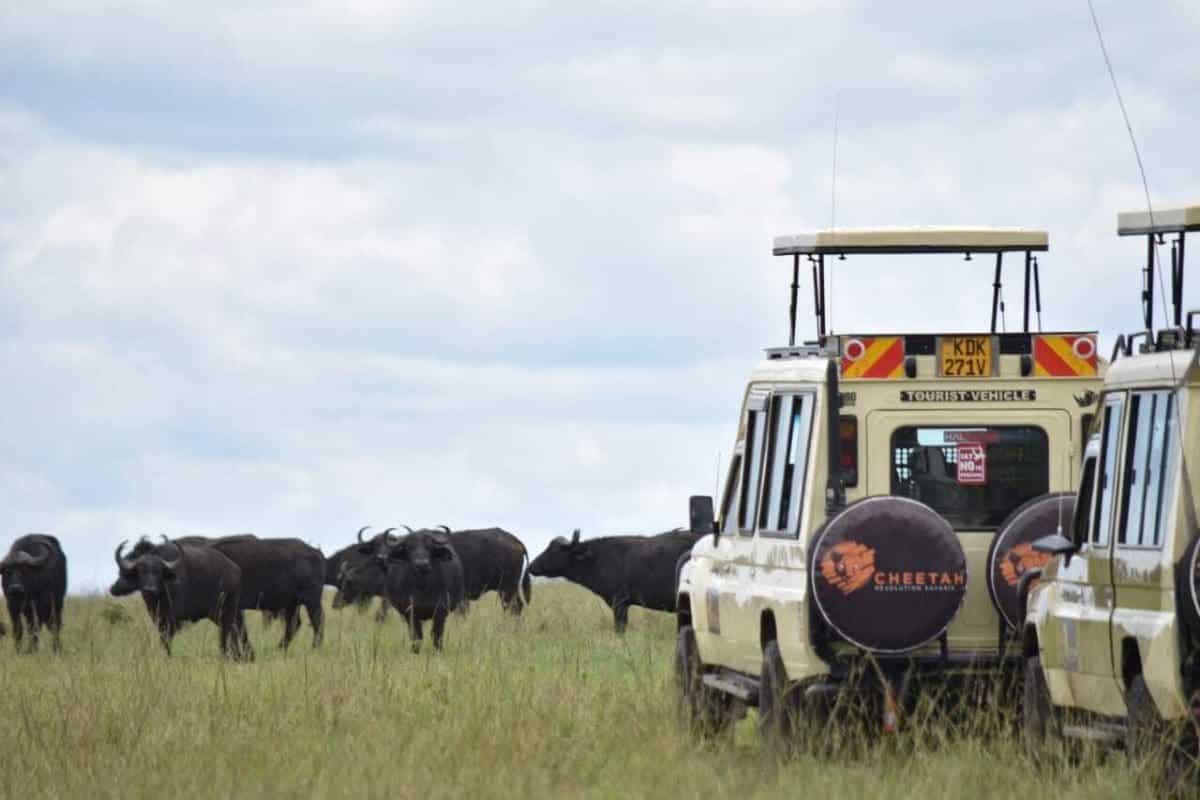 8 Days 7 Nights Kenya Flying Safaris Masai Mara Safaris – Luxury Safaris - Cheetah Safaris