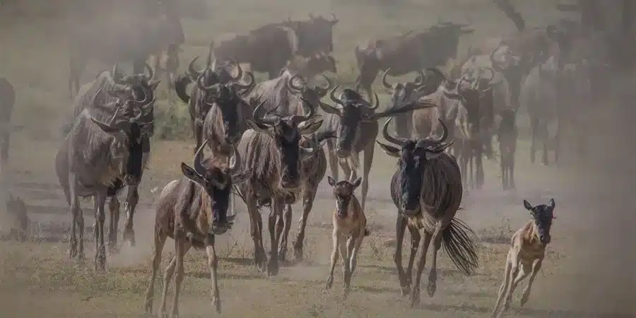 Ndutu Wildebeest Calving Season - Tanzania Safaris - Cheetah Safaris