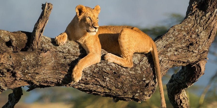 Queen Elizabeth National Park - Uganda Safaris - Gorilla Safaris in Uganda - Cheetah Safaris