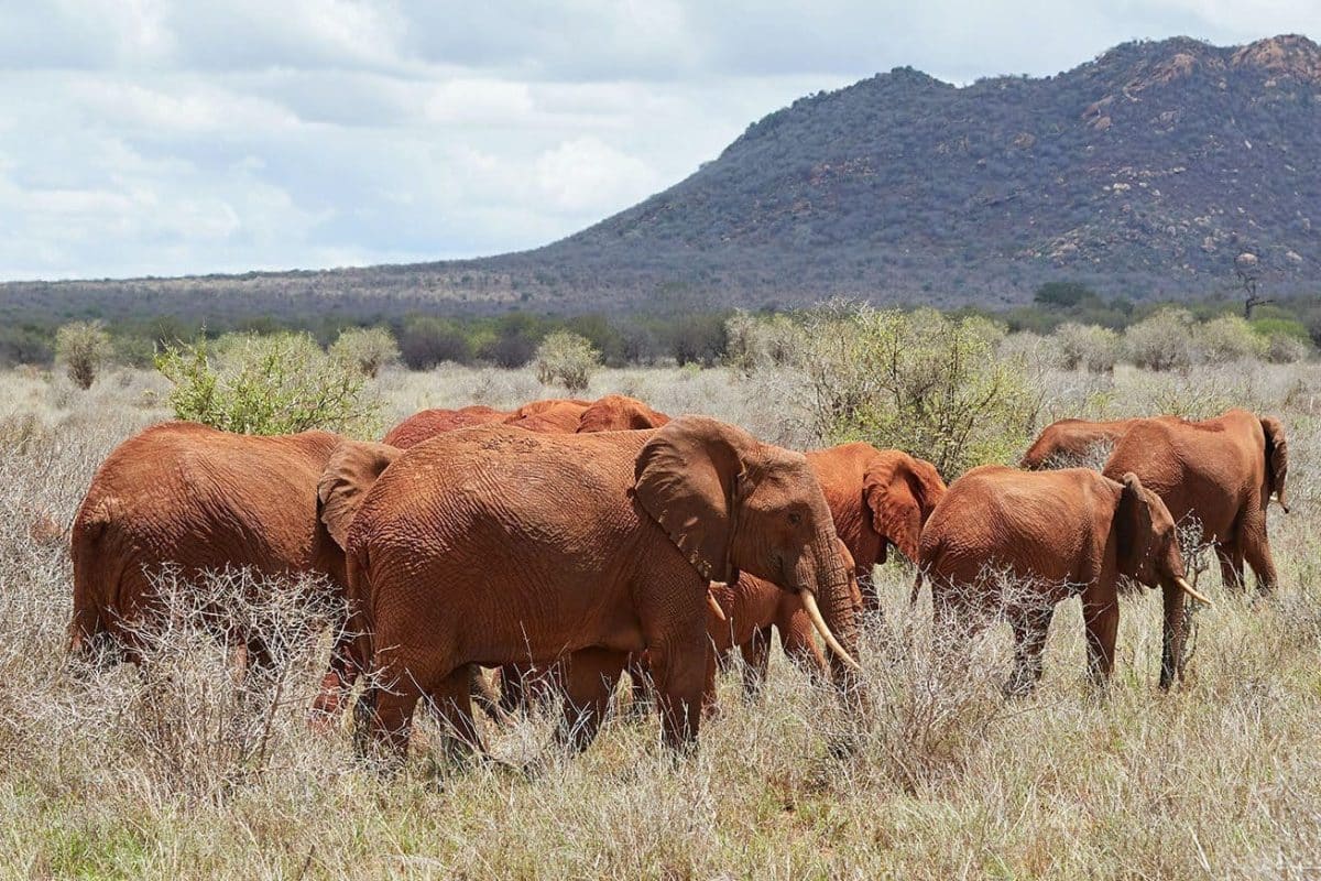 Safaris from Mombasa - Cheetah Safaris