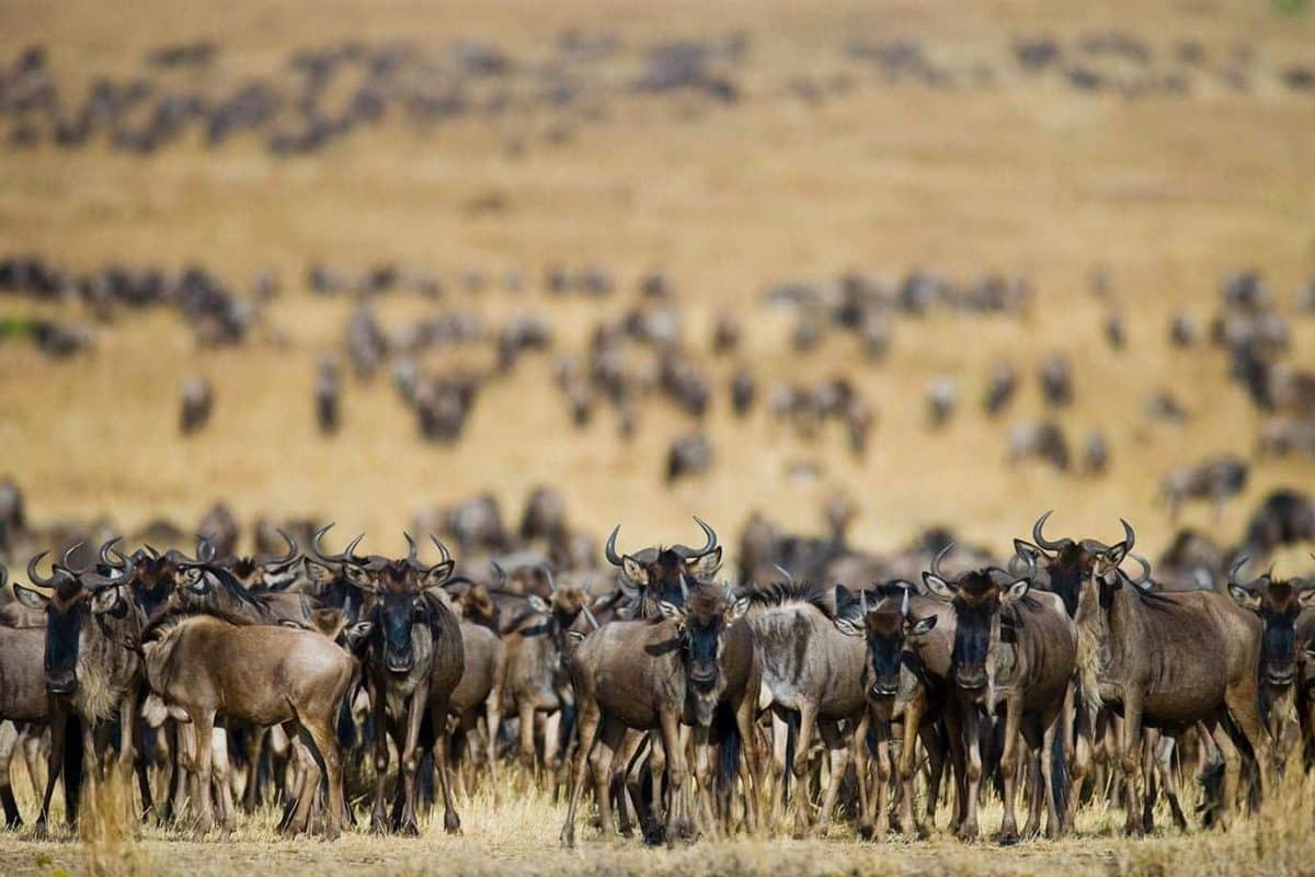 Wildebeest Migration Safaris in Kenya and Tanzania Masai Mara Safaris - Serengeti Safaris- Cheetah Safaris