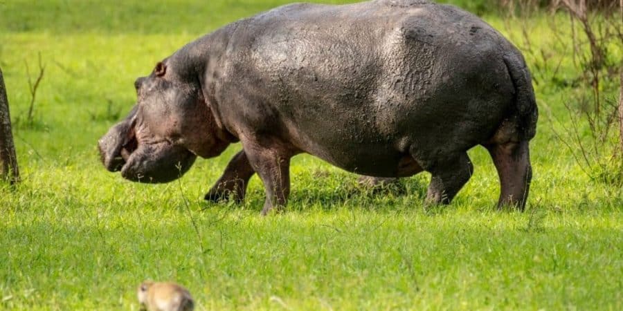 A-HIPPOPOTAMUS-GRAZING-ON-THE-LAND-OF-LAKE-MBURO-NATIONAL-PARK-1140x530