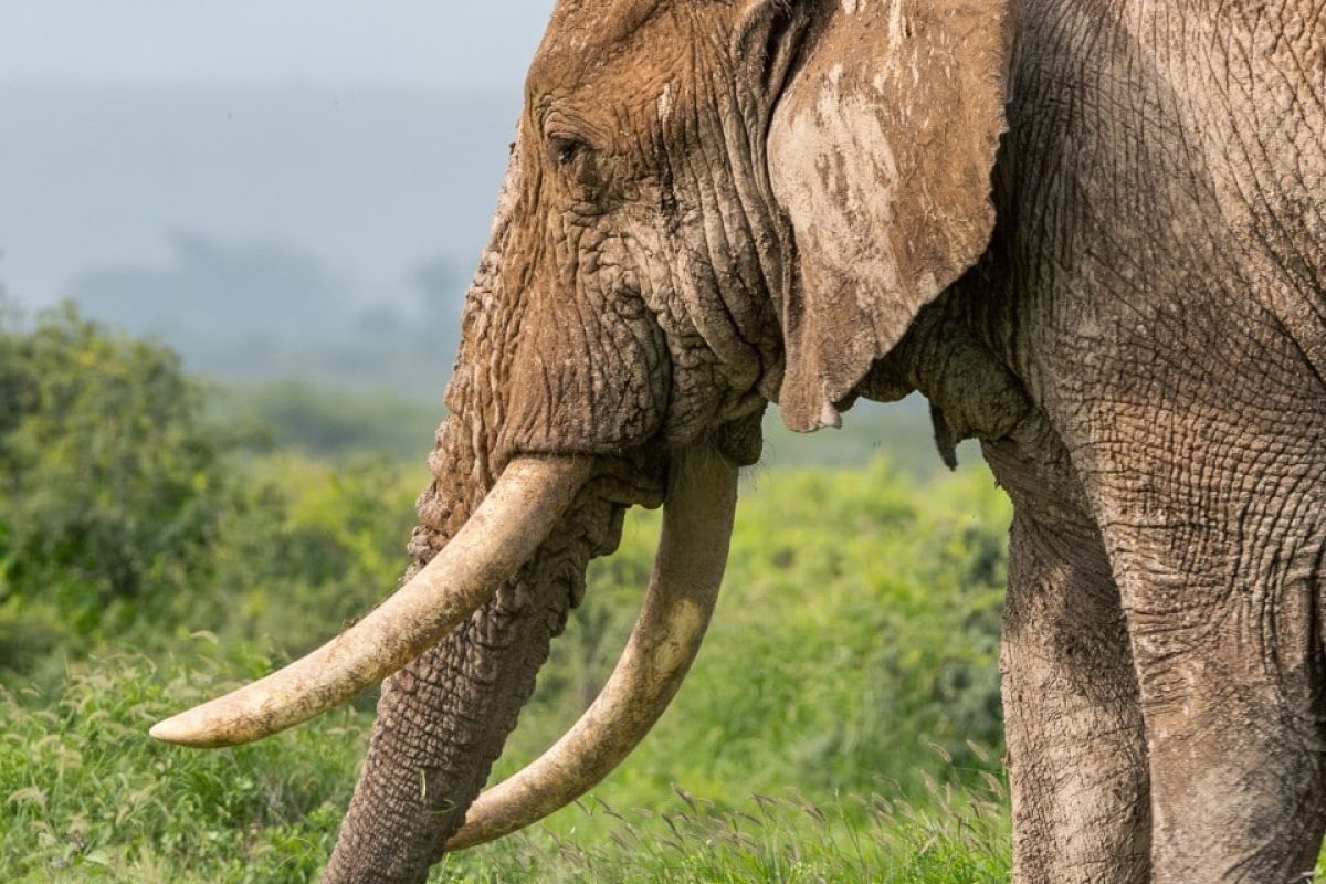 Cheetah Safaris - Amboseli