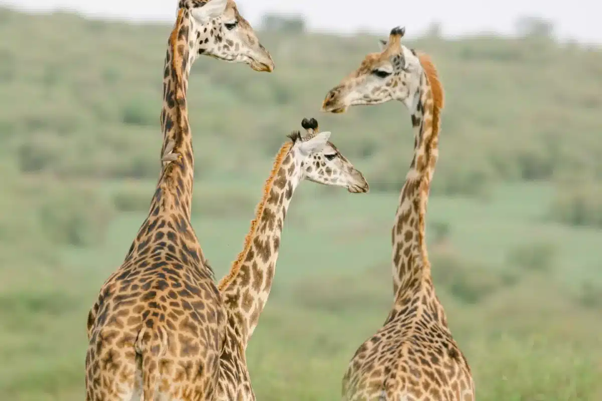 Honeymoon Safaris in Africa - African Safaris for Couples