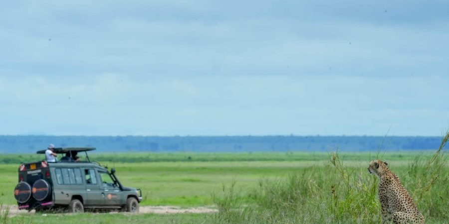 Amboseli Safari - Luxury Guided Safari - Cheetah Safaris