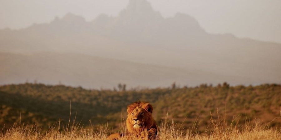 Best Time To Vist Kenya - Lions - Cheetah Safaris