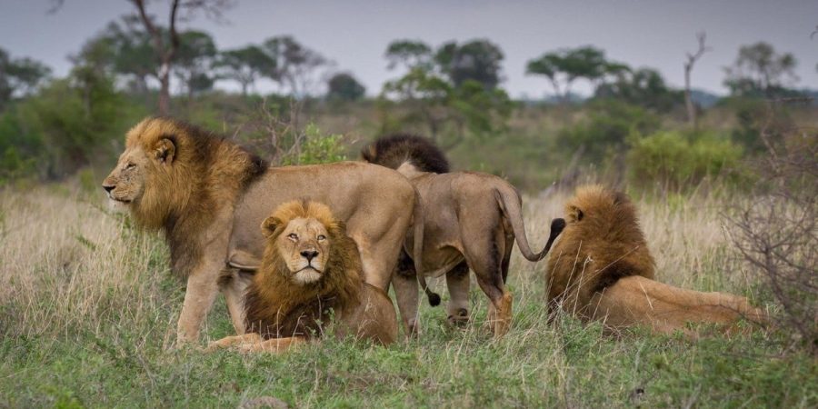 Best Time to Visit South Africa - Cheetah Safaris