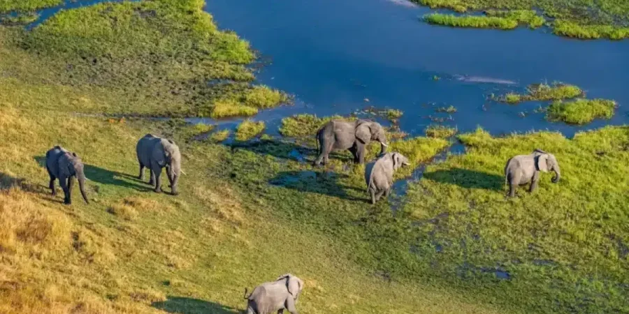 Botswana Safaris - African Safaris - Featured Image - Cheetah Safaris