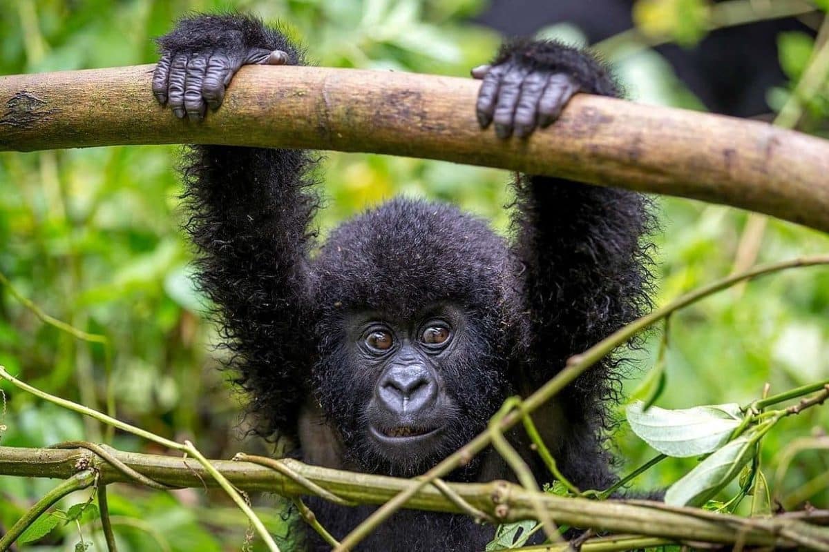 Uganda Safaris - Gorilla Safaris in Uganda - Cheetah Safaris