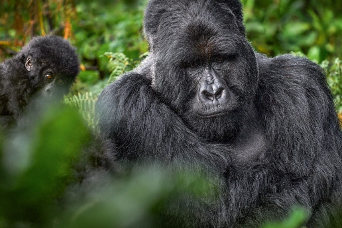 Bwindi National Park - Uganda Safaris - Uganda National Parks - Cheetah Safaris