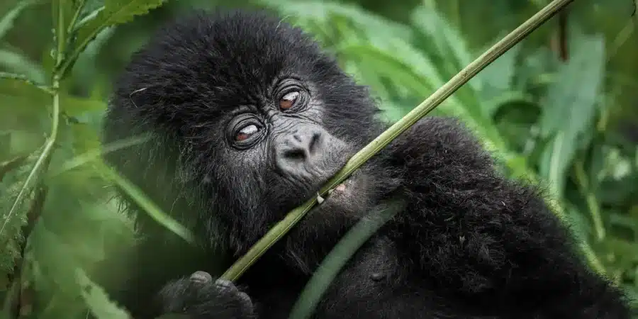 Volcanoes National Park - Uganda Safaris - Gorilla Safaris in Uganda - Cheetah Safaris