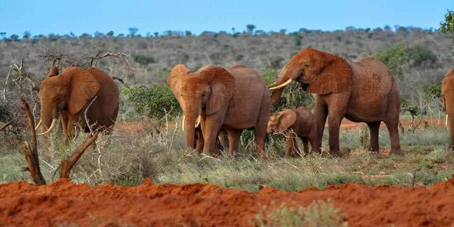 Watamu Malindi Safaris - Tours from Watamu Tsavo East National Park - Cheetah Safaris
