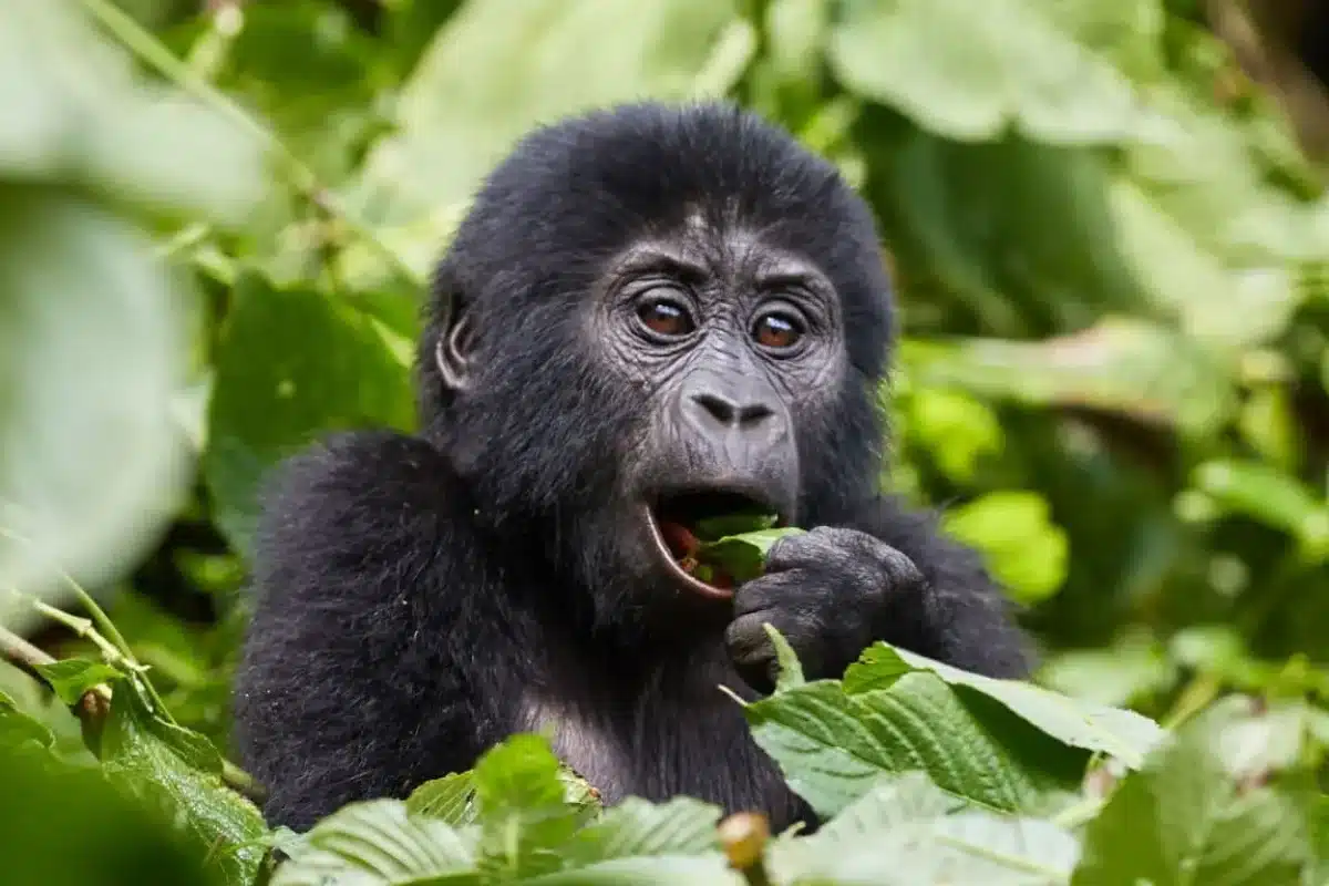 East Africa National Parks - Bwindi - Cheetah Safaris