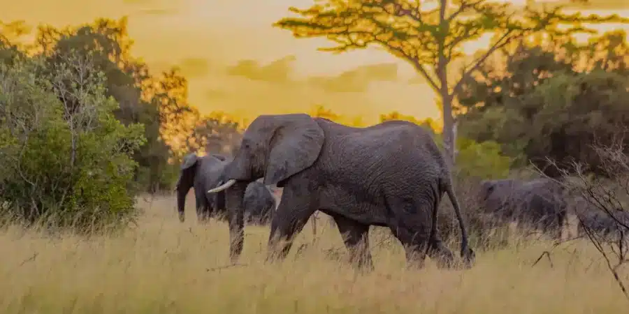 Saadani National Park