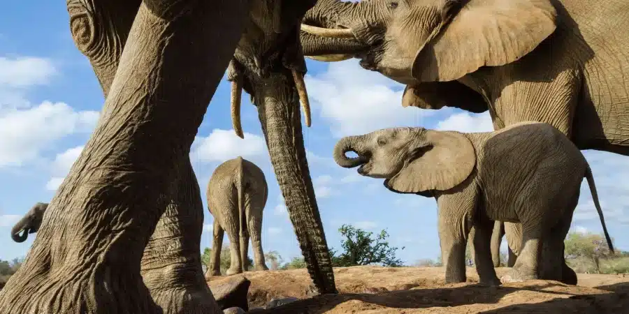 Mashatu Game Reserve