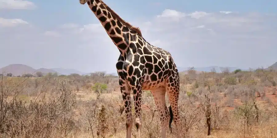 Mwea National Reserve