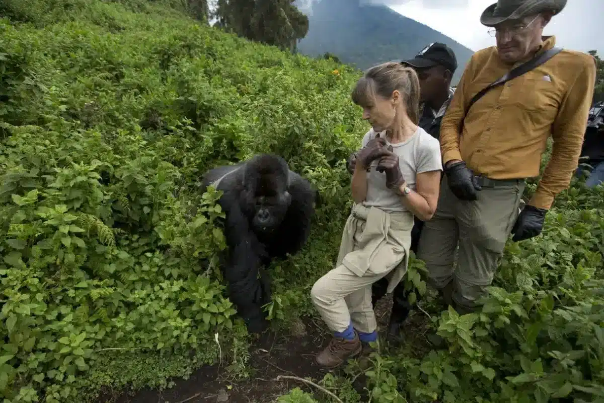Gorilla Trekking Safaris in Uganda and Rwanda