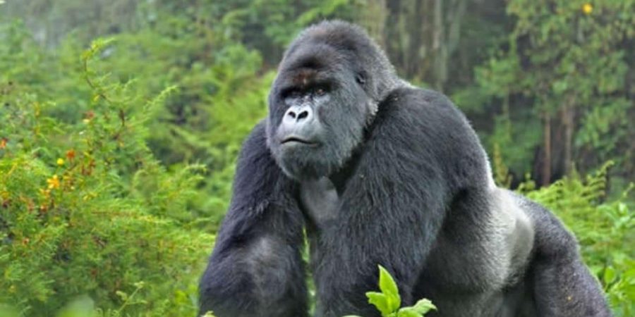 Gorilla Trekking Safaris in Uganda and Rwanda