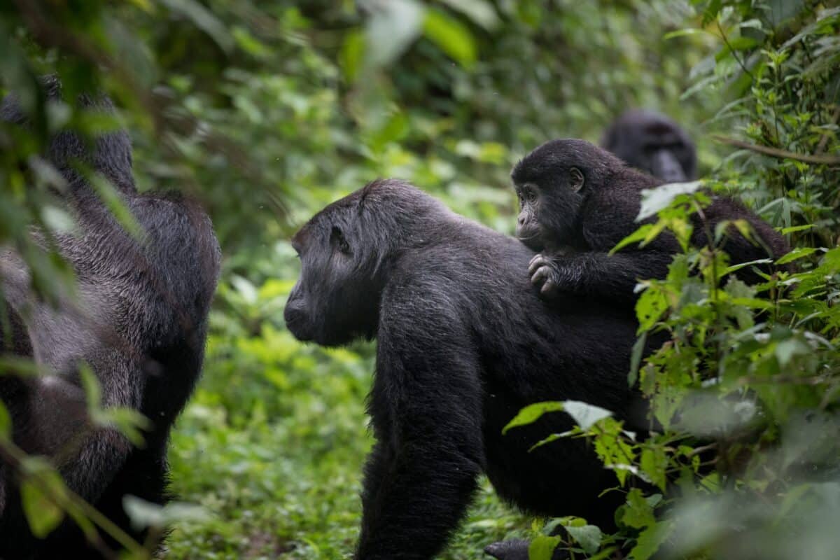 Gorilla Trekking Safaris in Uganda and Rwanda