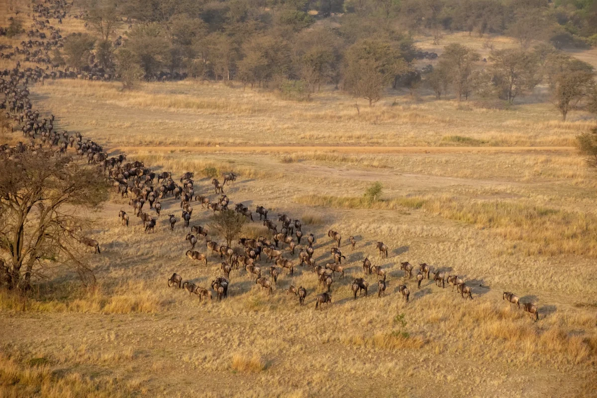 Great Wildebeest Migration Safaris - Tanzana Safaris - Serengeti Safaris - Cheetah Safaris