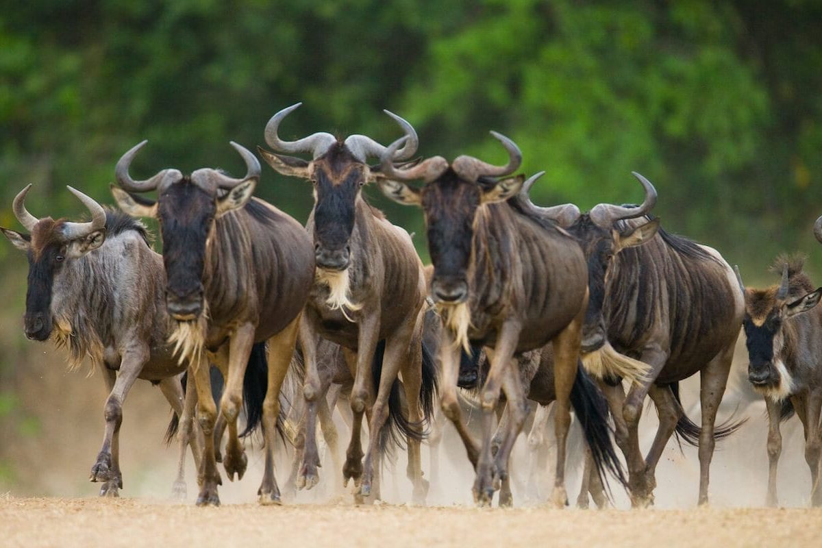 Great Wildebeest Migration Safaris - Tanzana Safaris - Serengeti Safaris - Cheetah Safaris
