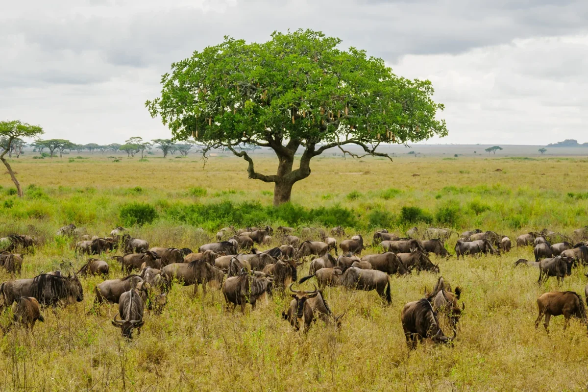 Great Wildebeest Migration Safaris - Tanzana Safaris - Serengeti Safaris - Cheetah Safaris