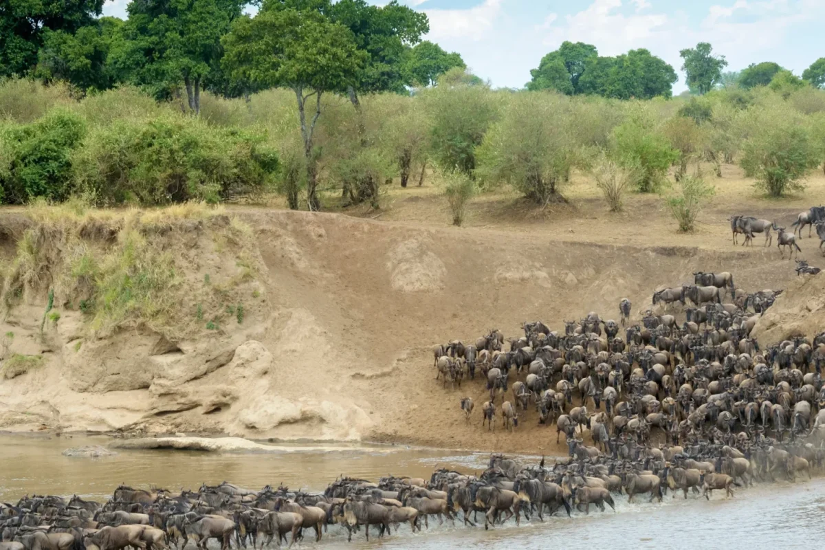 Great Wildebeest Migration Safaris - Tanzana Safaris - Serengeti Safaris - Crossings in Mara - Cheetah Safaris