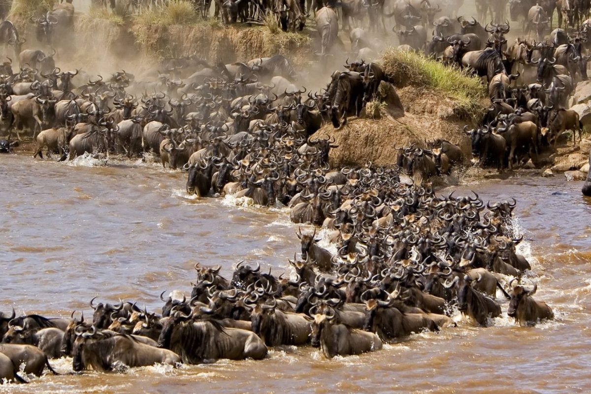 Great Wildebeest Migration Safaris - Tanzana Safaris - Serengeti Safaris - Crossings in Mara - Cheetah Safaris