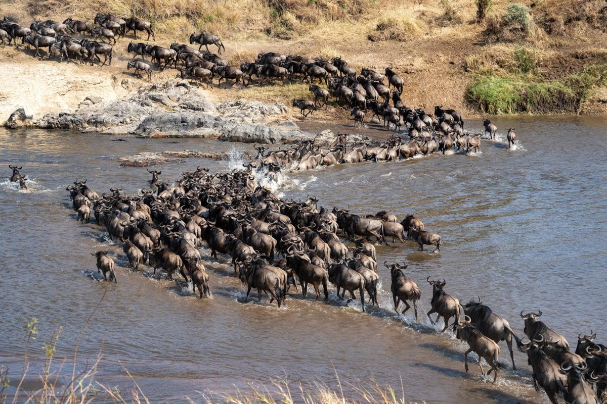 Great Wildebeest Migration Safaris - Tanzana Safaris - Serengeti Safaris - Crossings in Mara - Cheetah Safaris