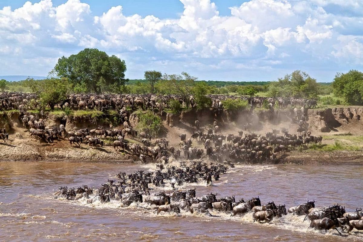 Great Wildebeest Migration Safaris - Tanzana Safaris - Serengeti Safaris - Crossings in Mara - Cheetah Safaris 5