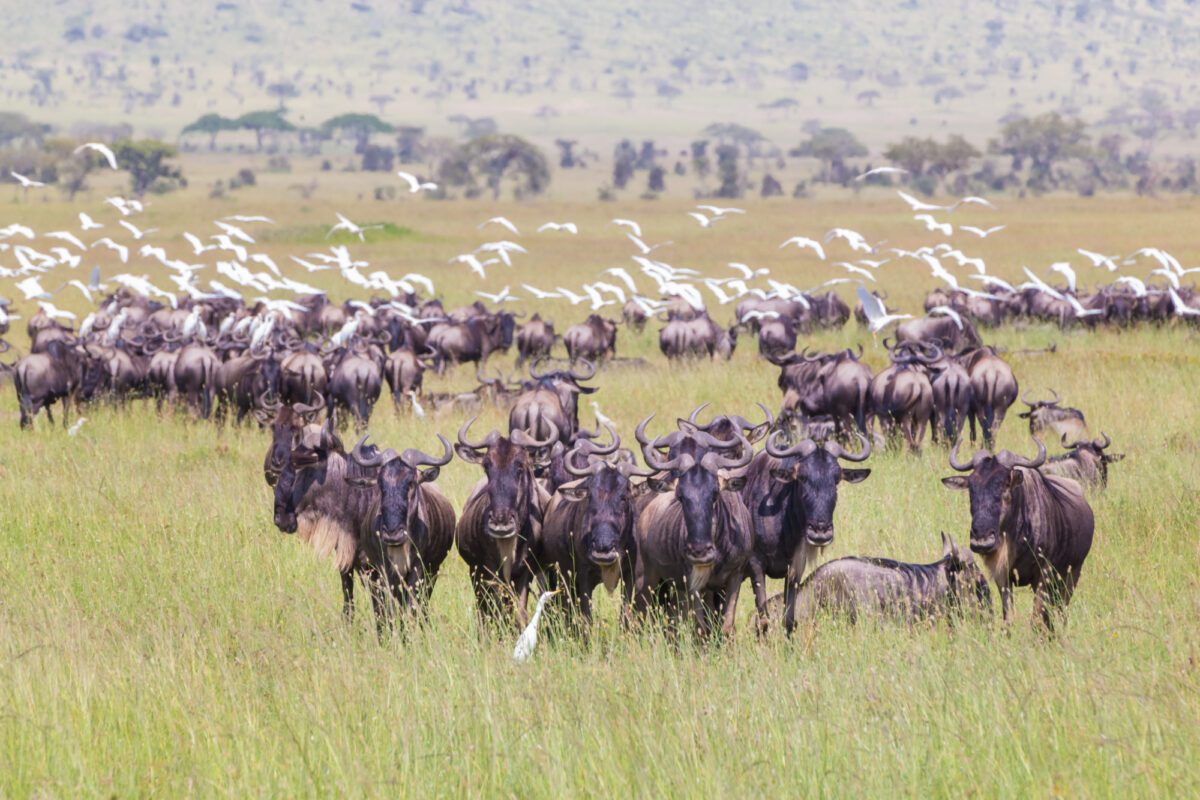 Great Wildebeest Migration Safaris - Tanzana Safaris - Serengeti Safaris - Crossings in Mara - Cheetah Safaris
