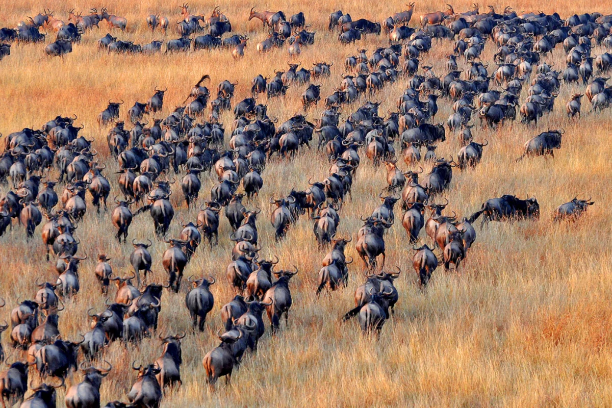 Great Wildebeest Migration Safaris - Tanzana Safaris - Serengeti Safaris - Crossings in Mara - Cheetah Safaris