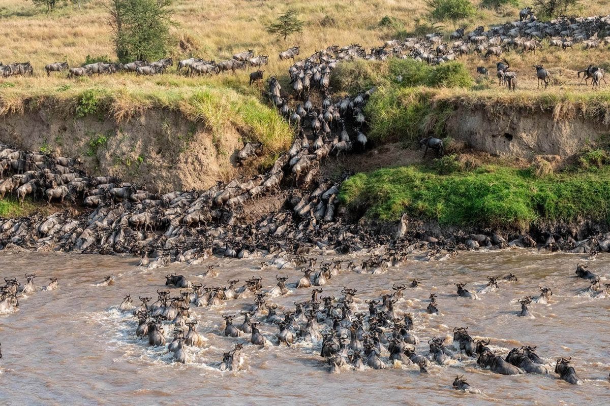 Great Wildebeest Migration Safaris - Tanzana Safaris - Serengeti Safaris - Crossings in Mara - Cheetah Safaris