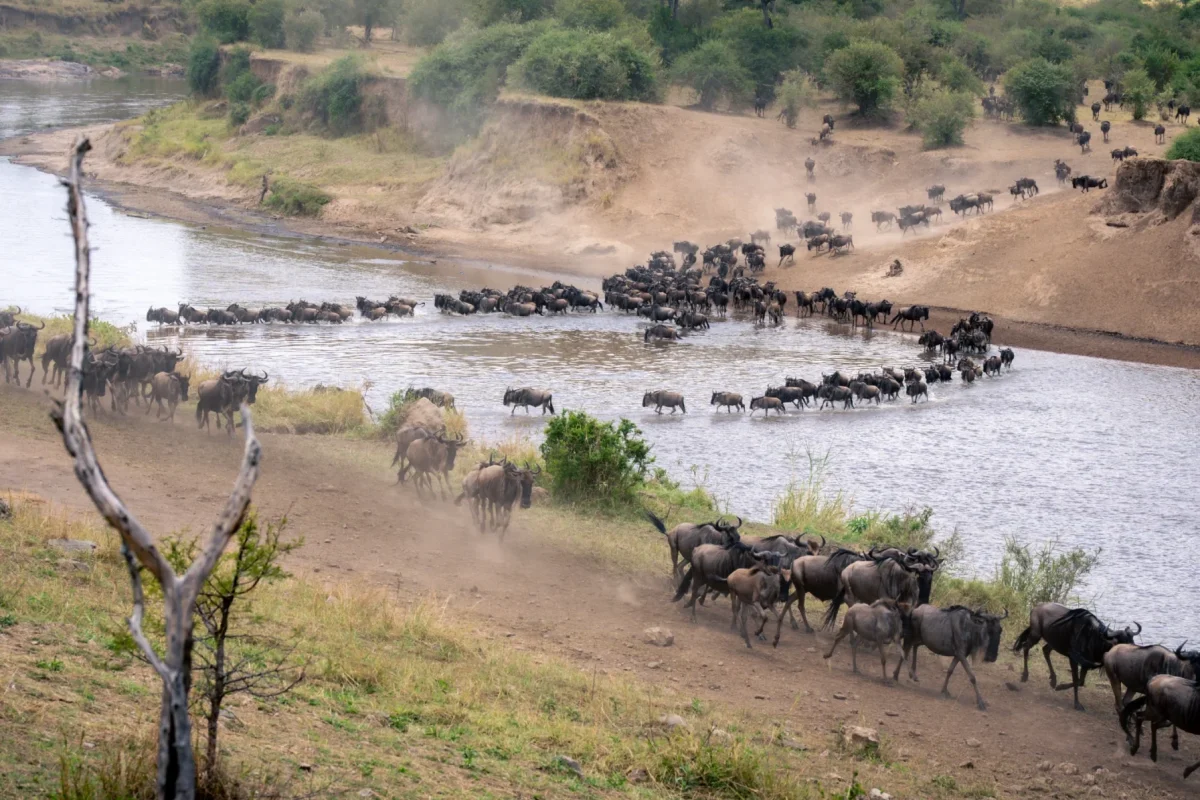 Great Wildebeest Migration Safaris - Tanzana Safaris - Serengeti Safaris - Crossings in Mara - Cheetah Safaris