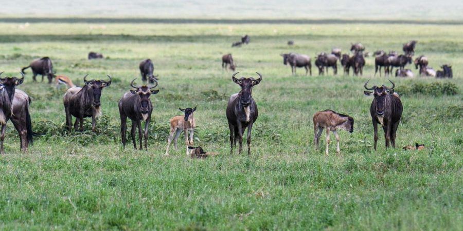 January Safaris in Africa - Cheetah Safaris