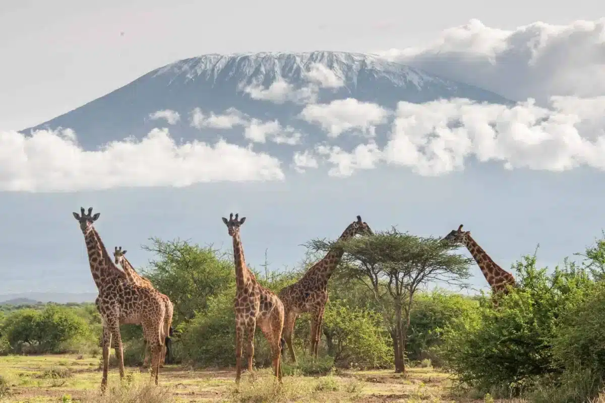 Kenya National Parks - Amboseli - Cheetah Safaris