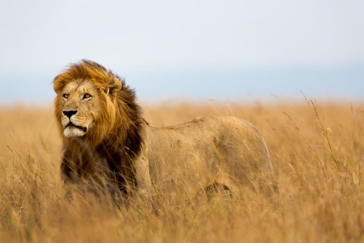Kenya Safaris - African Safaris - Lion Big Cat Safaris - Cheetah Safaris