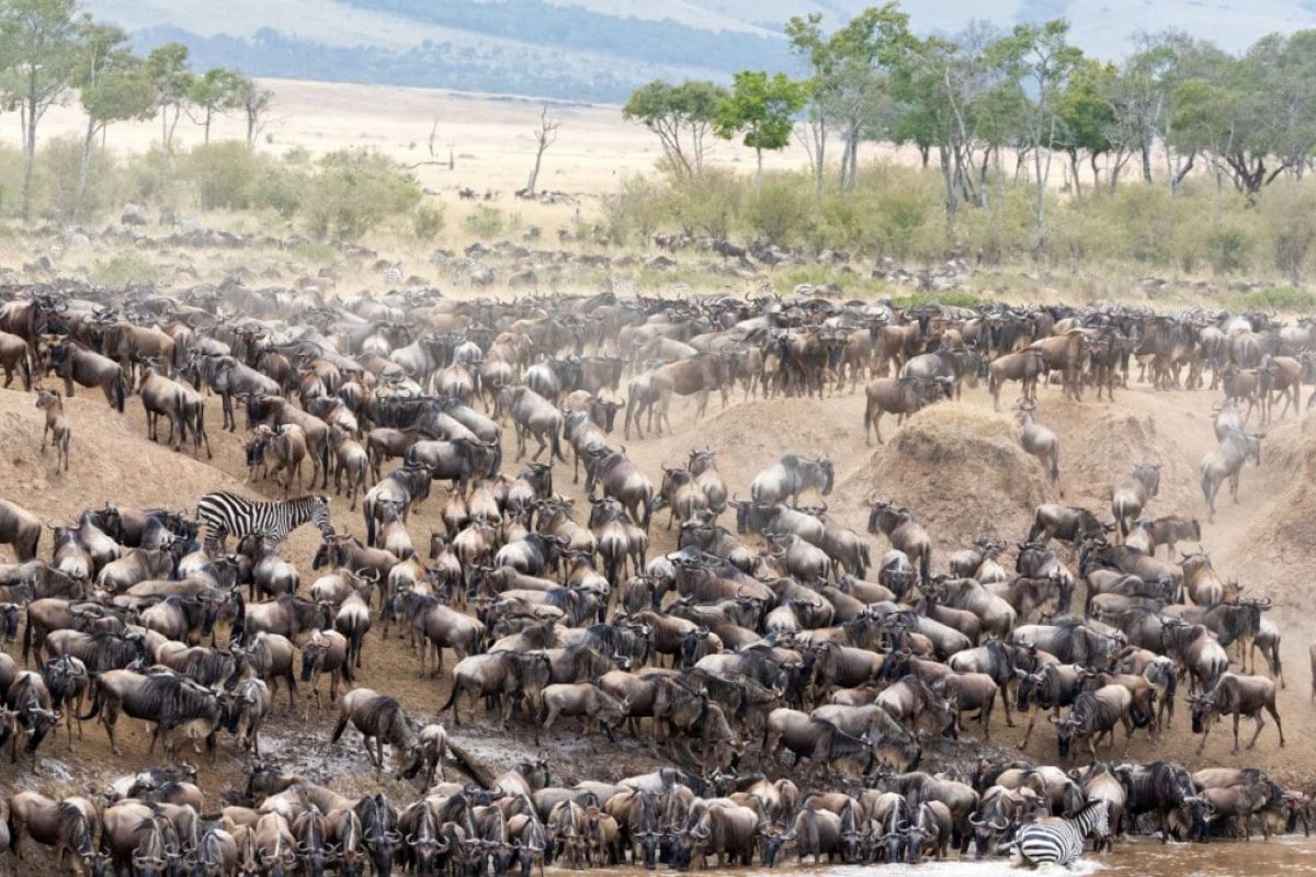 Kenya Safaris - African Safaris - Wildebeest Migration - Cheetah Safaris