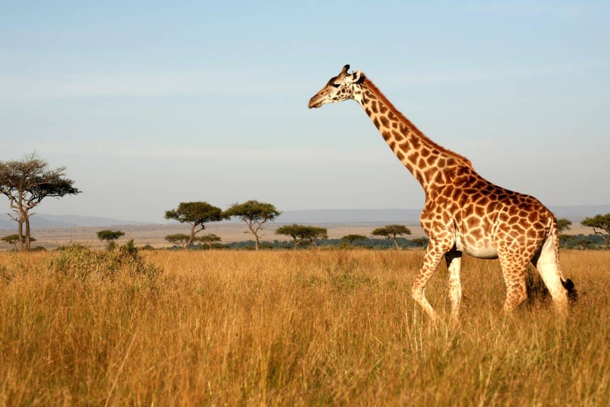 Kenya Safaris from Nairobi - Cheetah Safaris