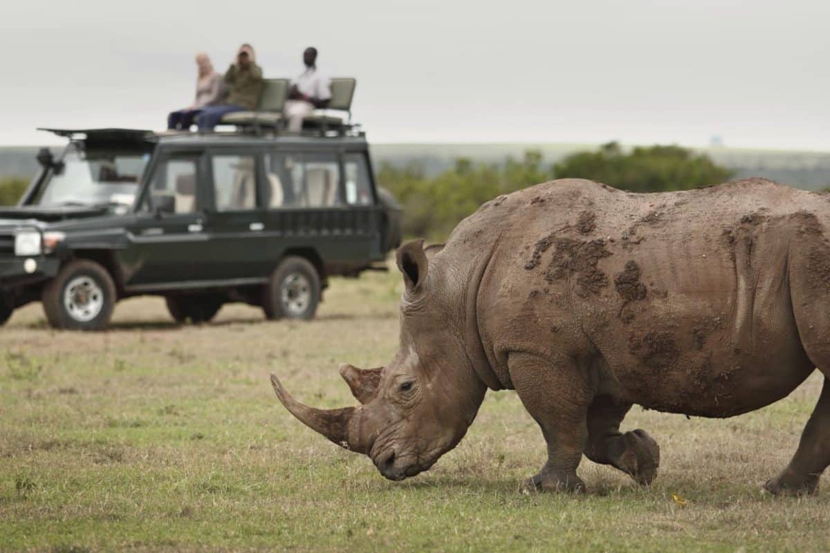 Kenya Safaris from Nairobi - Cheetah Safaris