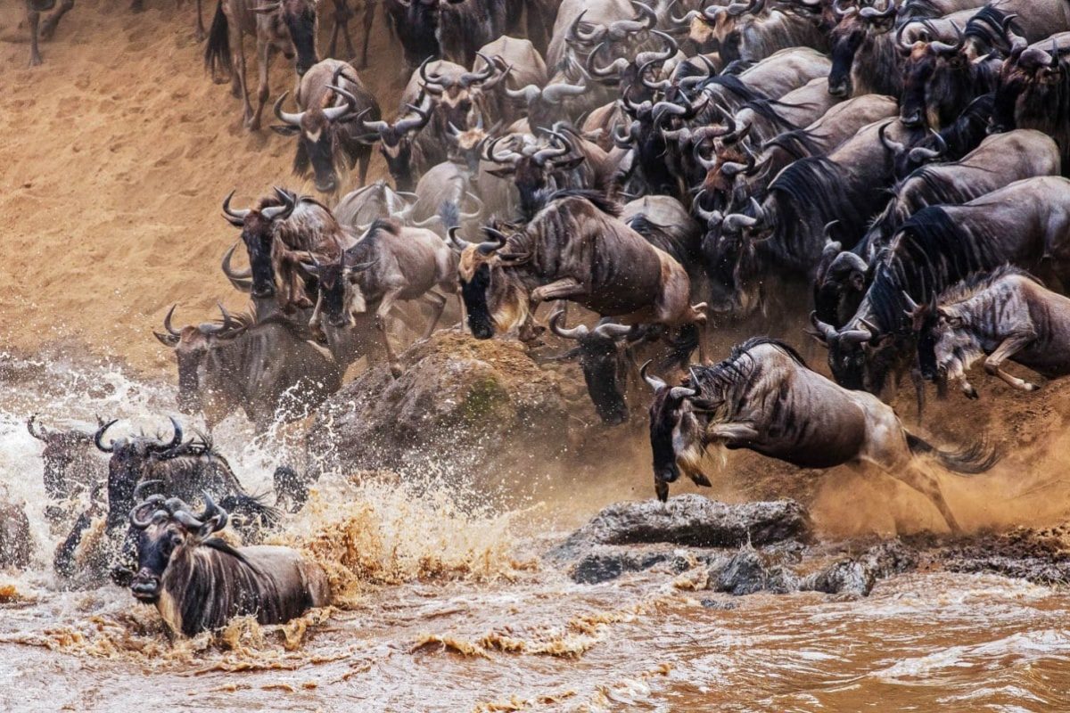 Kenya and Tanzania Safaris - Luxury African Safaris - Cheetah Safaris