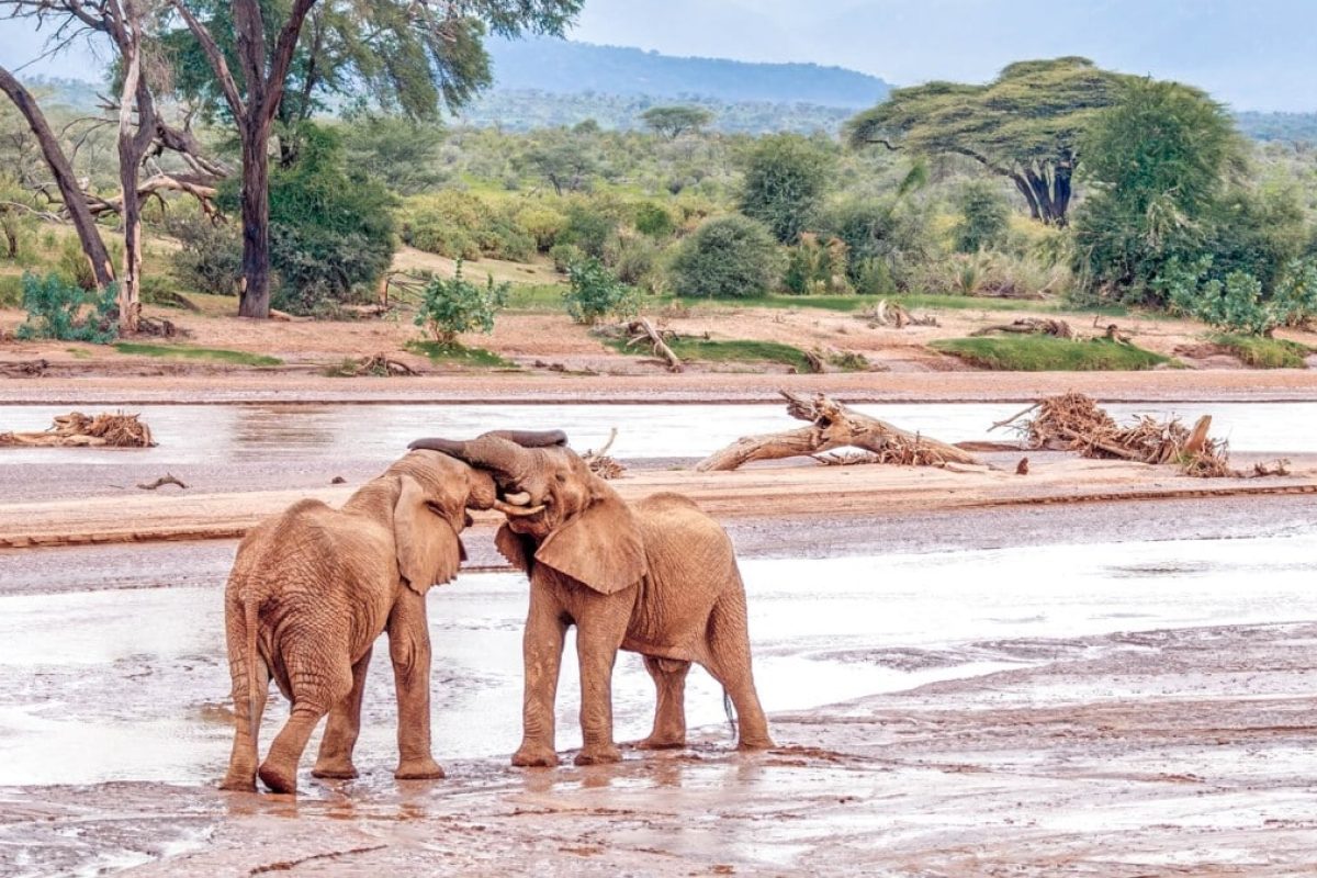 Kenya and Tanzania Safaris - Luxury African Safaris - Cheetah Safaris